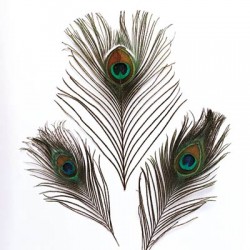 Pavovo perje ca. 20 cm 3 kosi